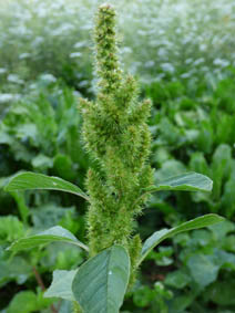Amaranthus retroflexus